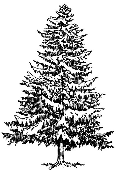 Spruce tree sketch